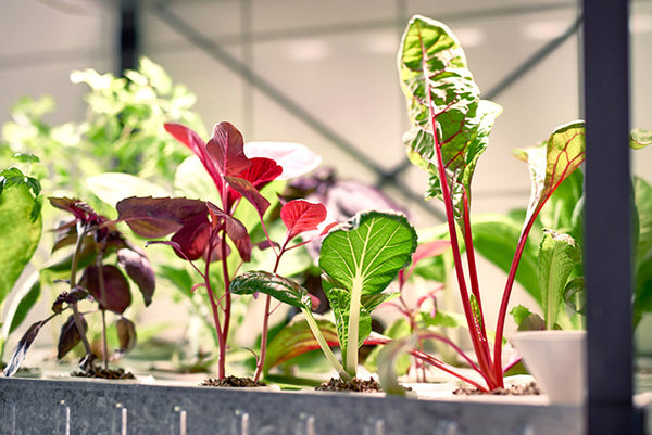 New Hydroponics Stand By Ikea