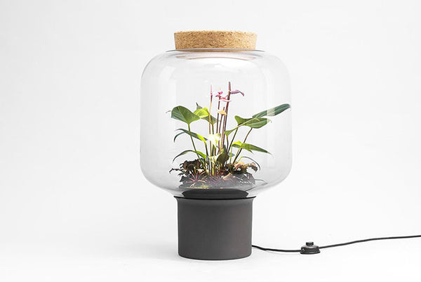 Plant Lamps Shine Nature In Darkness