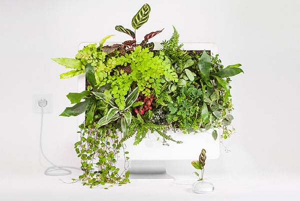 iMac Full Of Plants